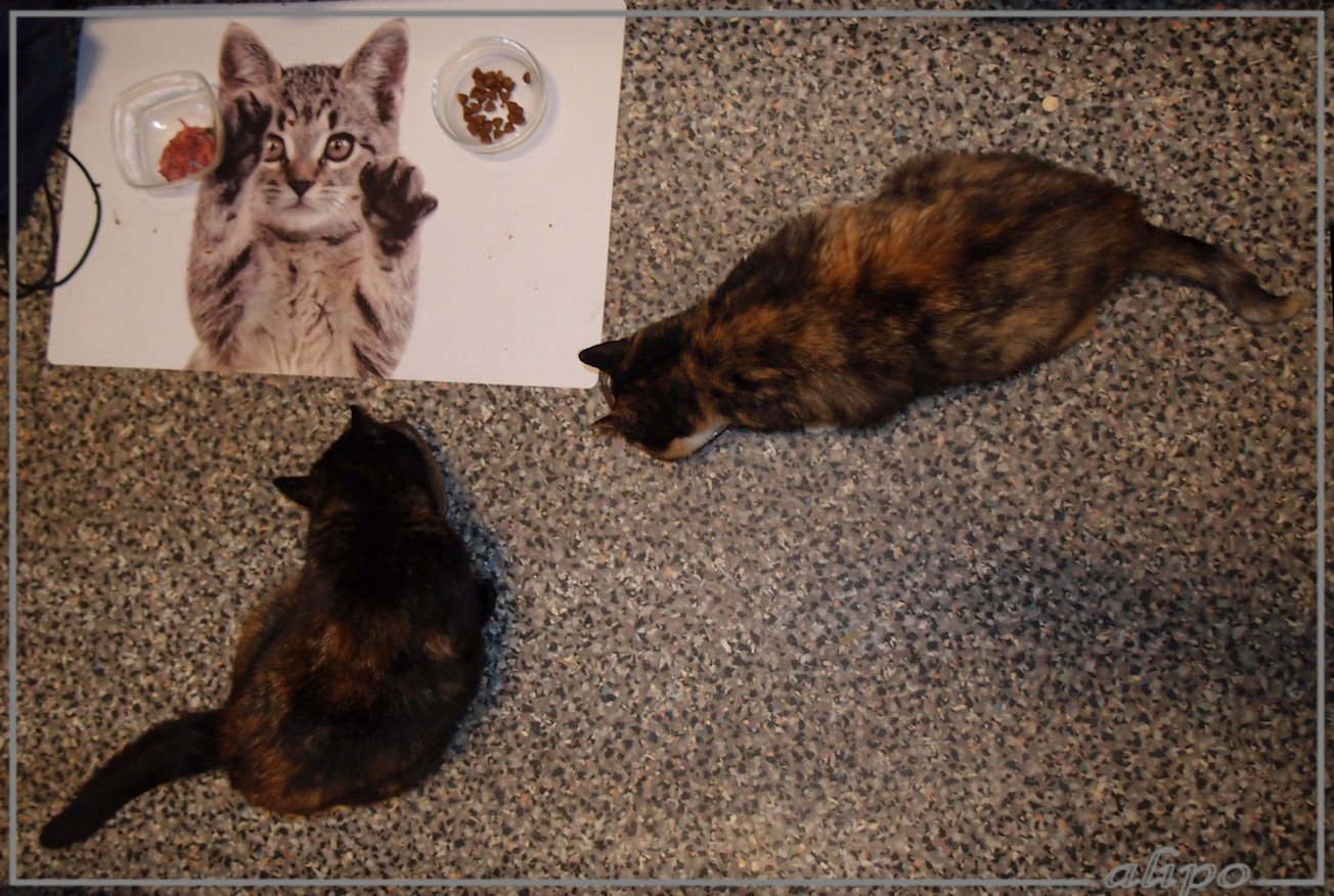 18-10-2014: Izzy en Bella